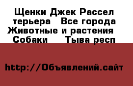 Щенки Джек Рассел терьера - Все города Животные и растения » Собаки   . Тыва респ.